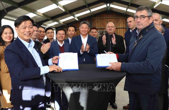Hanoi boosts 3B cow raising co-operation with Wallonia region of Belgium